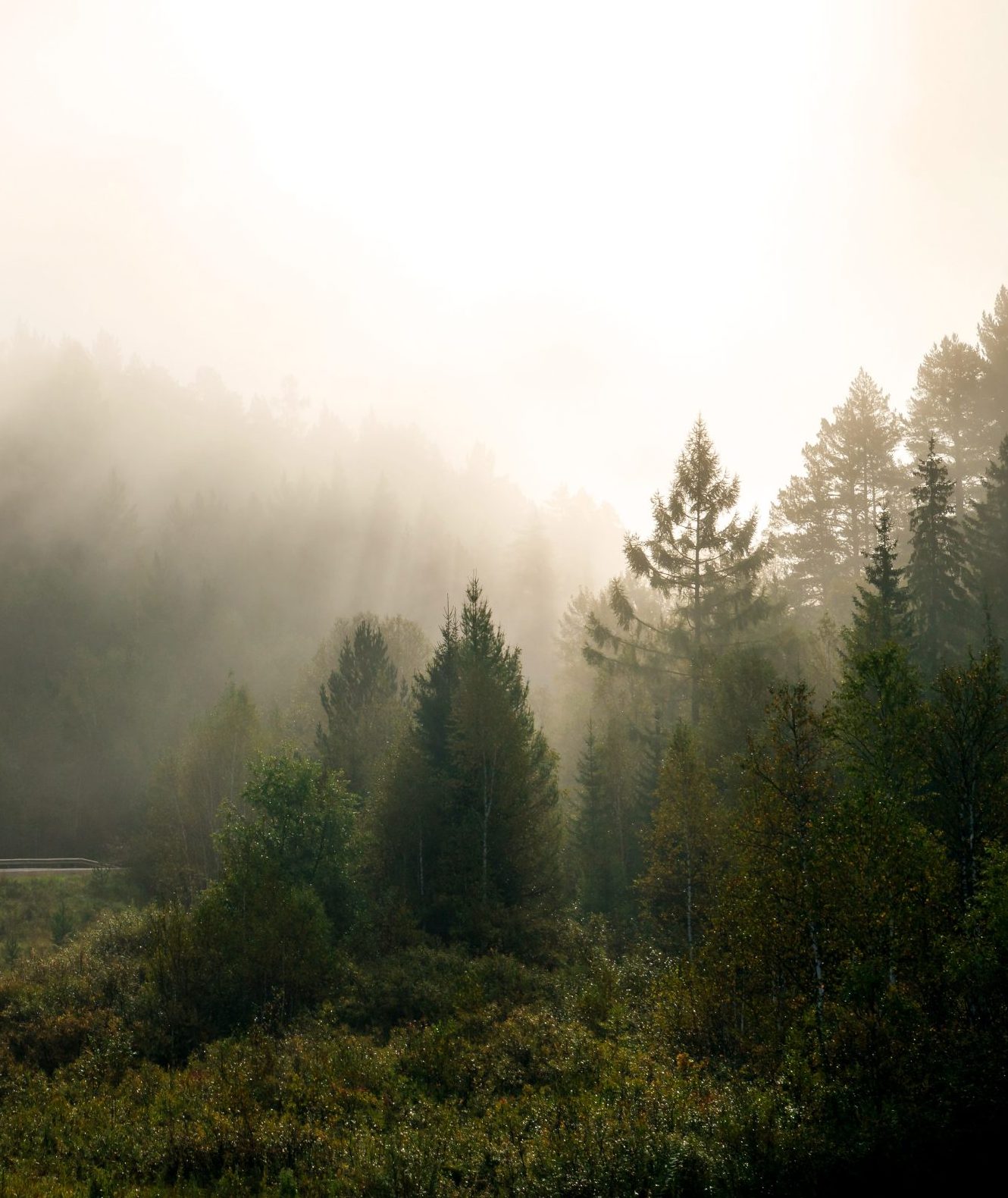 Mystical fog in the forest at dawn